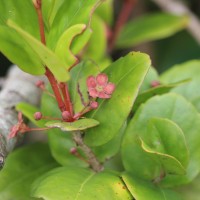 Euonymus revolutus Wight